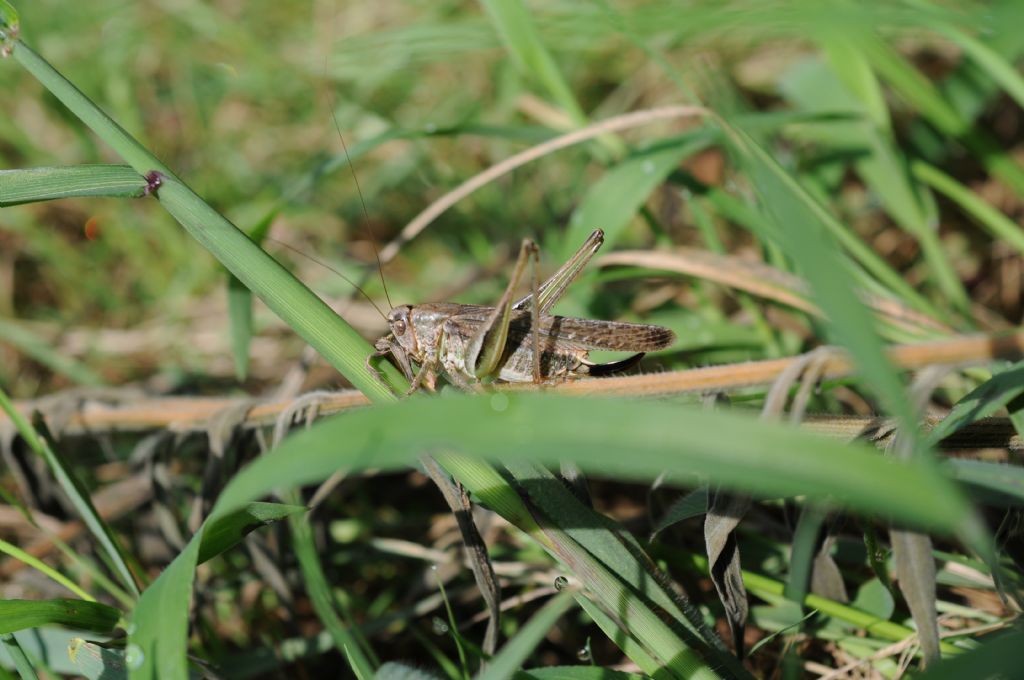 Platycleis grisea femmina  (Tettigonidae)